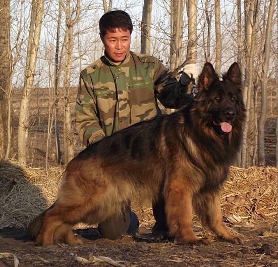 那么可爱的狗狗为什么要禁养呢,狗狗的禁养有哪些