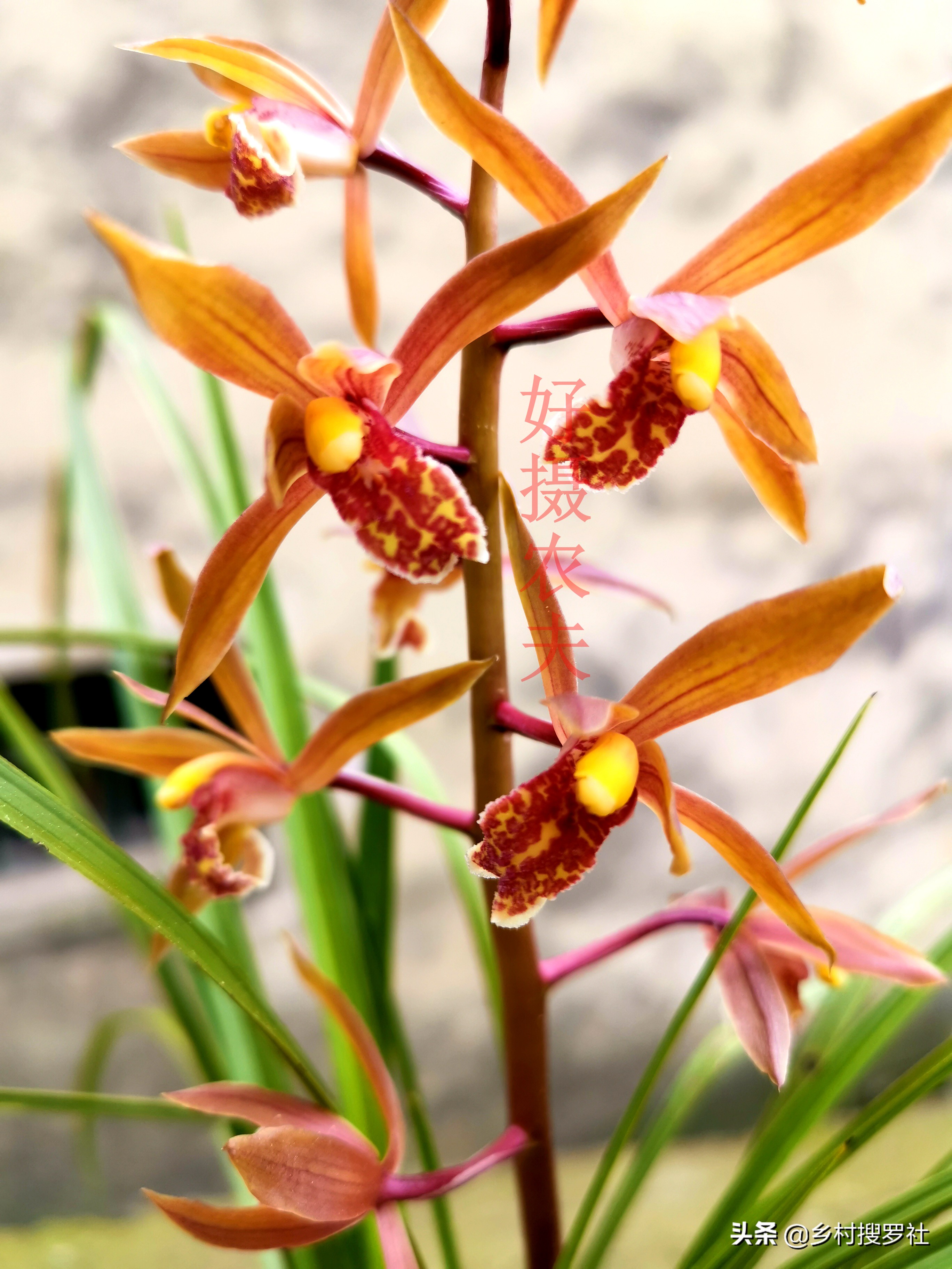 兰花用什么水喷叶子最好,兰花花朵有点干能不能喷点水雾