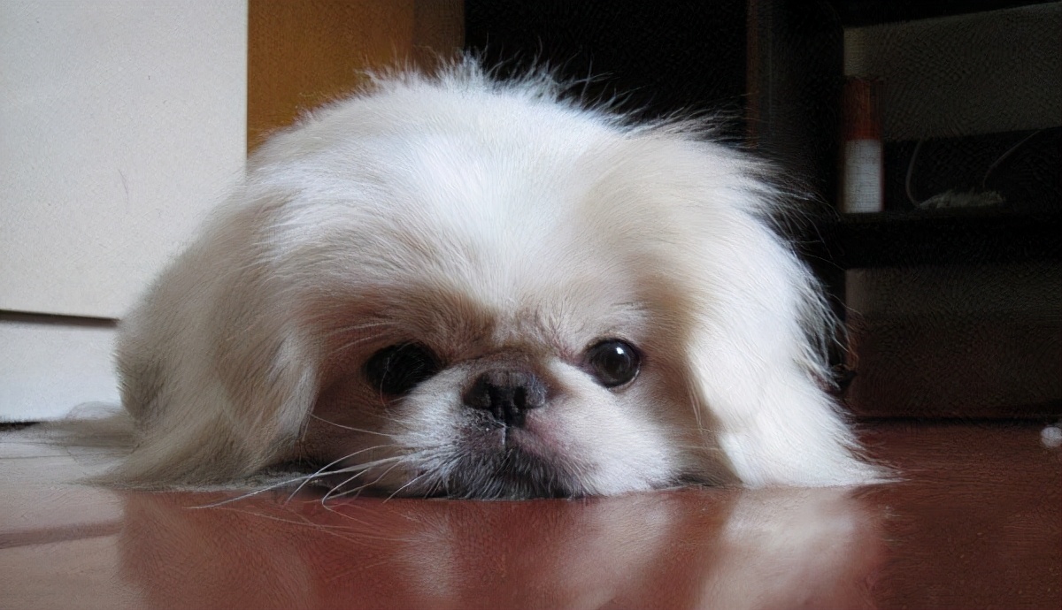 为什么京巴越养越少了,京巴为啥很少有人养