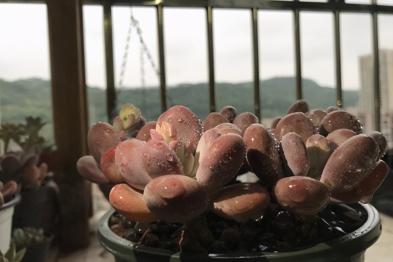 耐热多肉品种大全图片,夏季好养的多肉品种大全