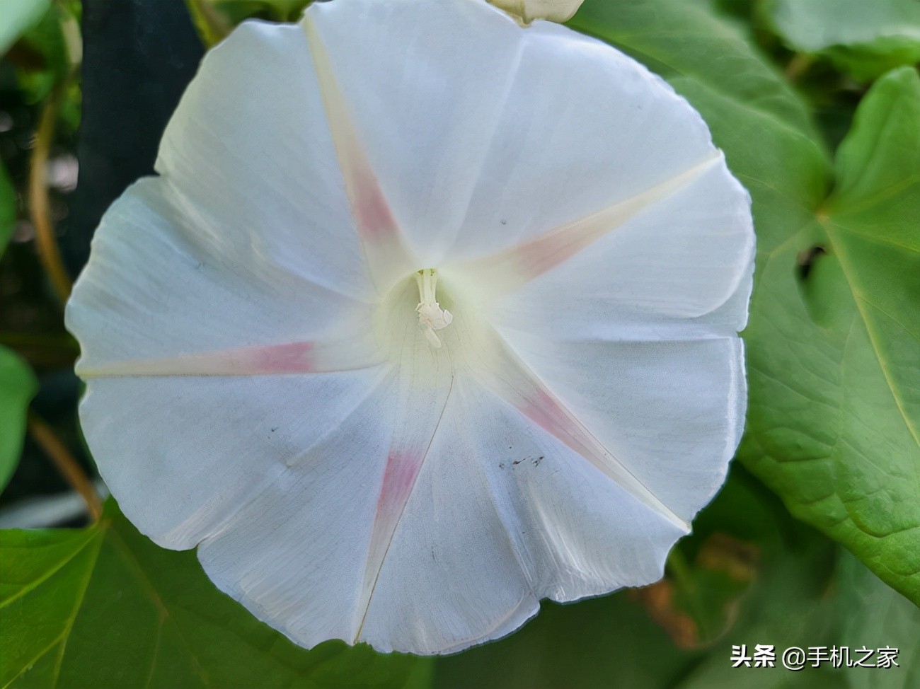 最新款三星折叠屏手机galaxy,三星折叠手机galaxyzfold35g