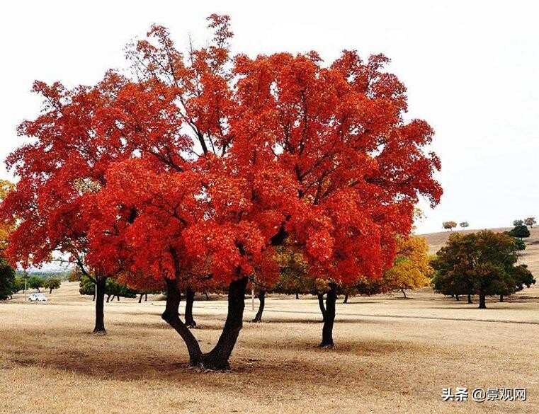 今年苗木需求变化,苗木最新供应情况