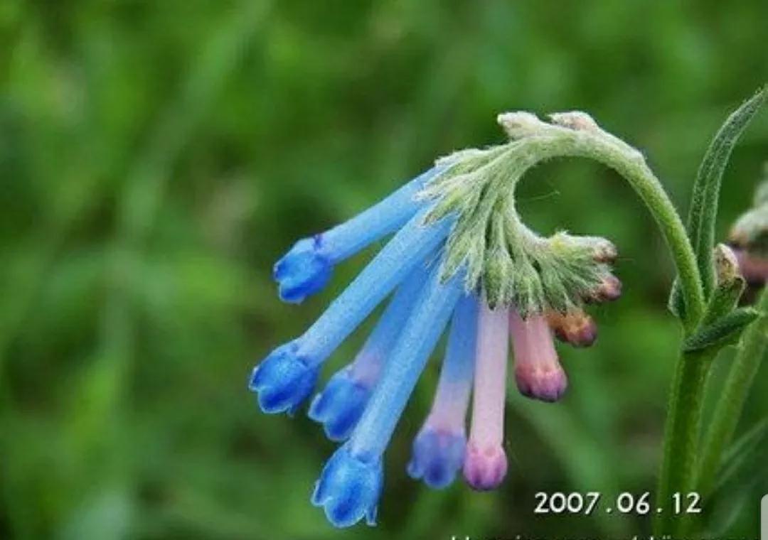 芳踪难觅濒危花！清新治愈篇：沙漠高原是吾家，豹子花的春天来了