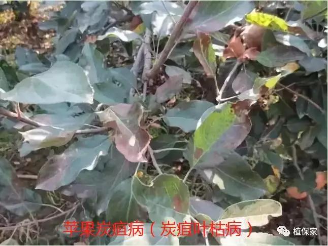 炭疽病怎么来的,炭疽病症状如何预防