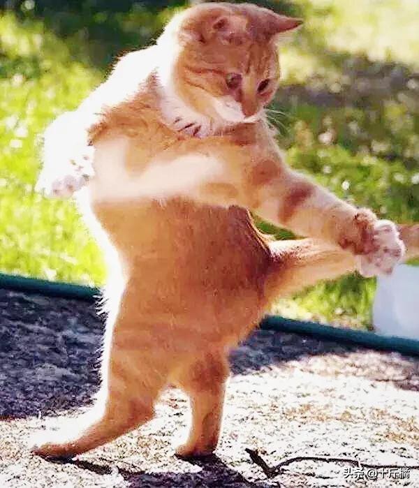 舞痴猫咪：每一个不曾起舞的日子，都是对生命的辜负！