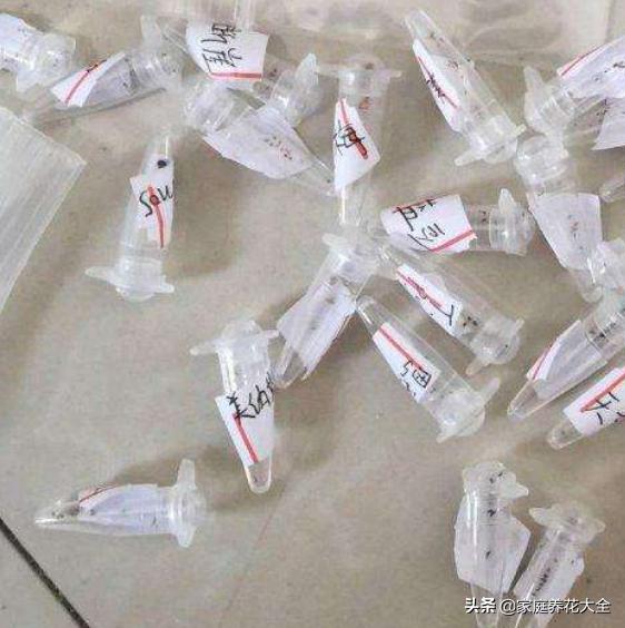 发芽最快的多肉种子,多肉种子发芽生长过程