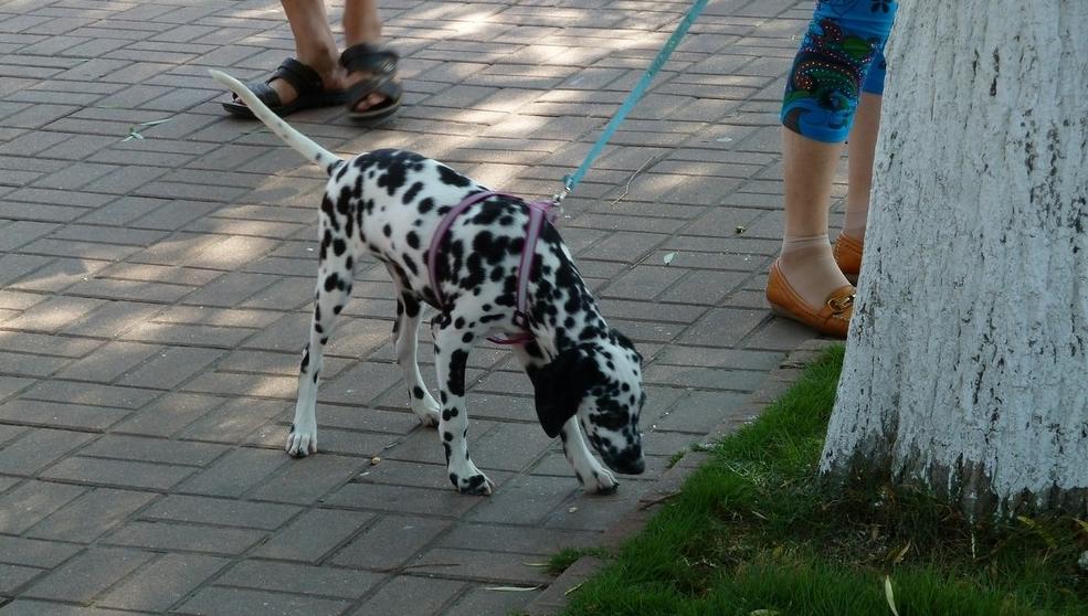 遛狗时间不规律会影响狗狗健康吗,小型犬不遛狗对狗有什么危害