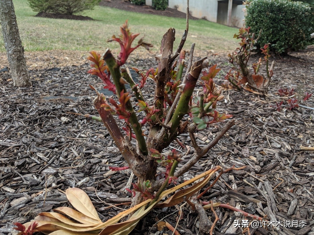 月季花苗怎么种不活,月季盆栽的种植方法和注意事项