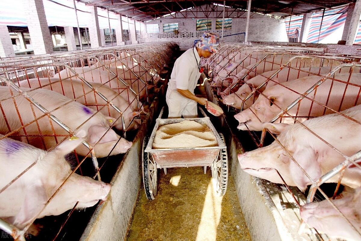 猪舍生猪咳嗽怎么治疗,猪场咳嗽反复怎么办