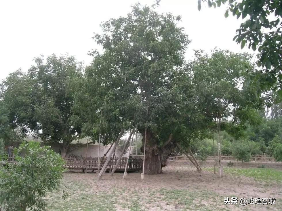 南疆印象三岔口,南疆印象系列简介