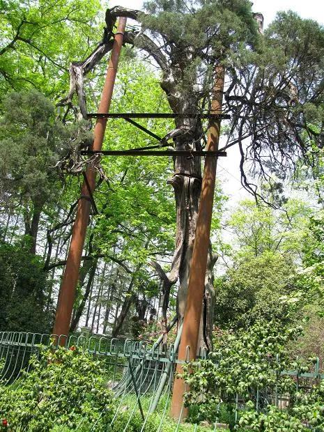 四棵千年银杏树,四棵千年古树