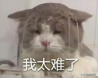 猫脓胸和乳糜胸鉴别诊断,猫得乳糜胸会好吗