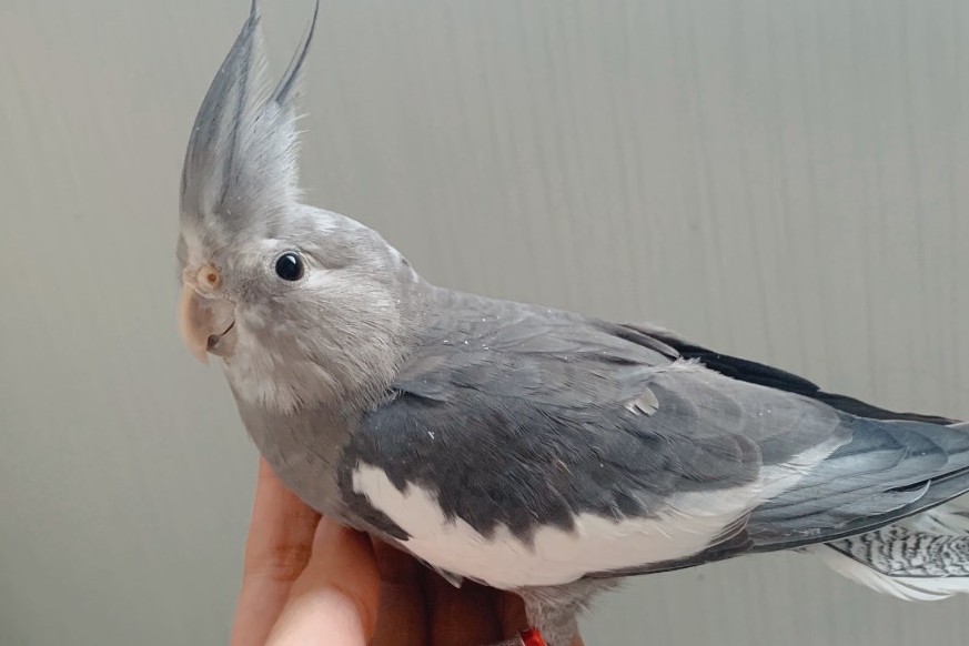 玄凤鹦鹉刚出生怎么辨别品种,玄凤鹦鹉有多少个品种