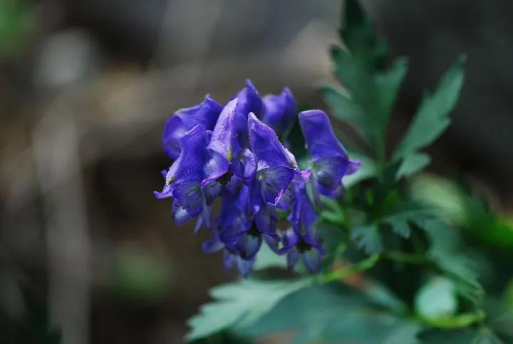 泡了杯花茶精神病发作了，小心这几类毒花