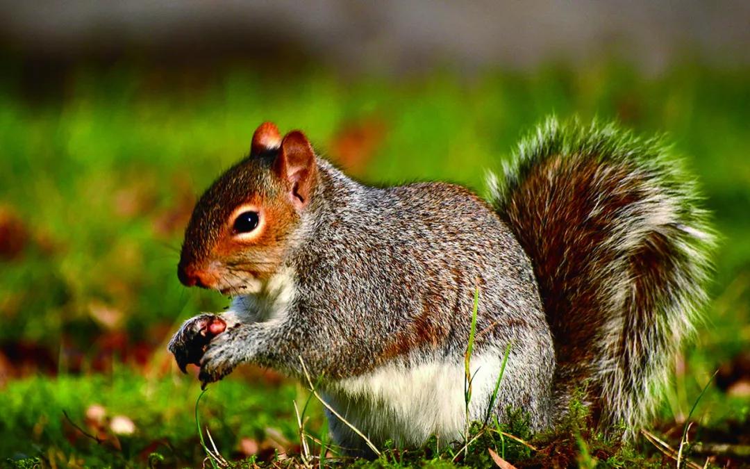 大尾巴的松鼠故事教案,大尾巴松鼠小尾巴兔故事体会