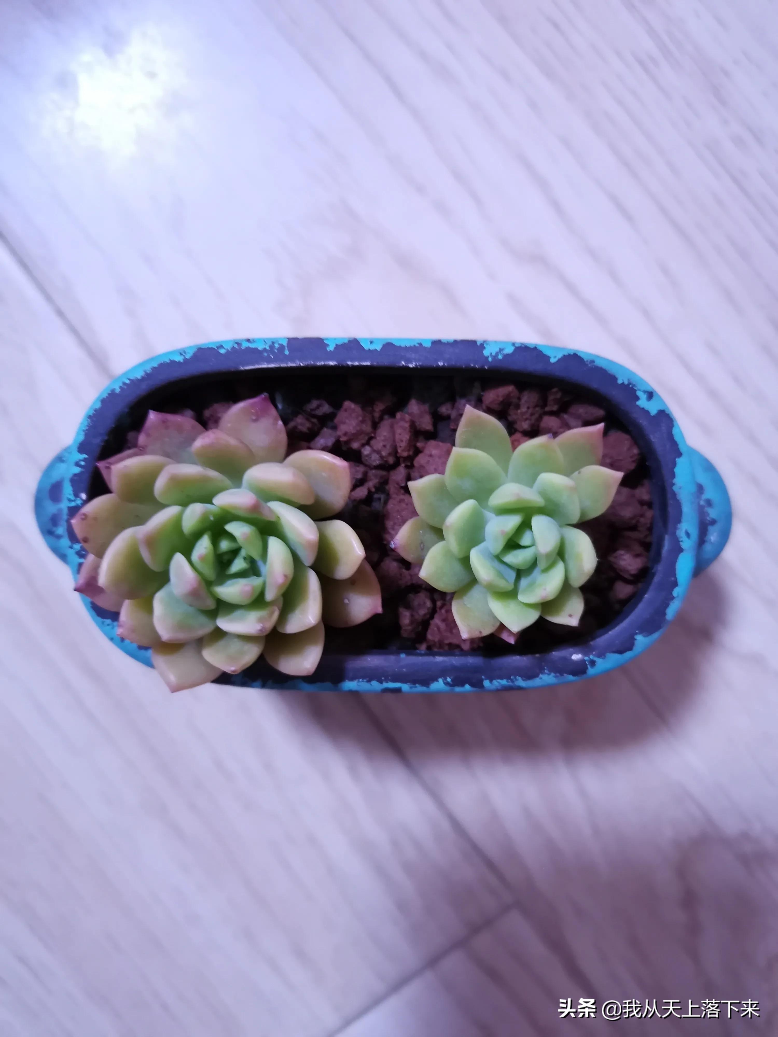 89种常见多肉植物品种图，实物拍摄，还不认识的小伙伴赶紧收藏好