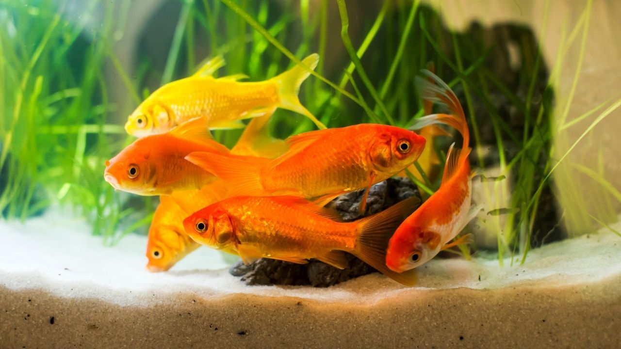 硝酸盐偏高对身体有害吗,硝酸盐过多的影响