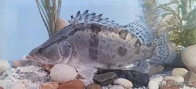 又臭又贵的臭鳜鱼,臭鳜鱼和桂鱼哪个贵呢