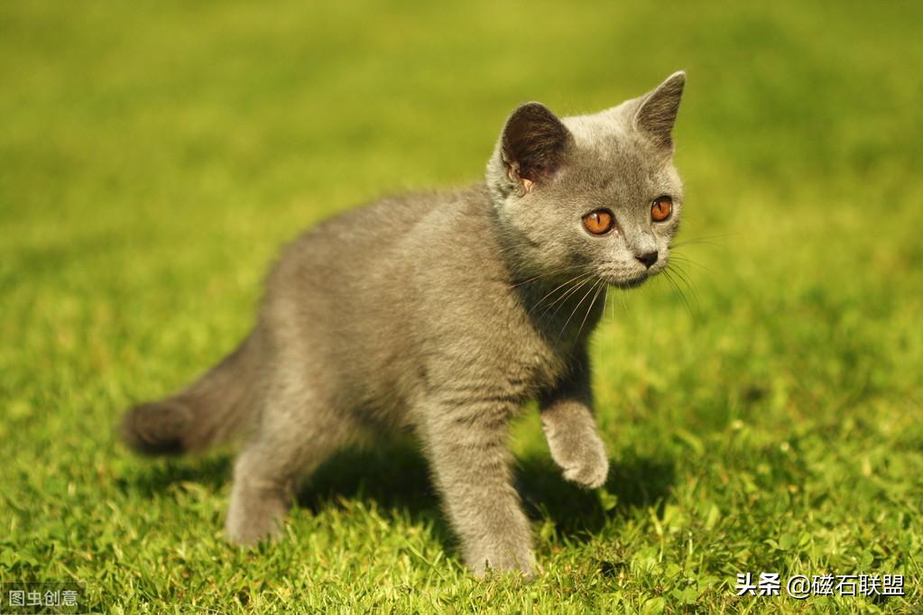 猫咪知识科普养猫攻略,新手养猫需要教些猫咪什么