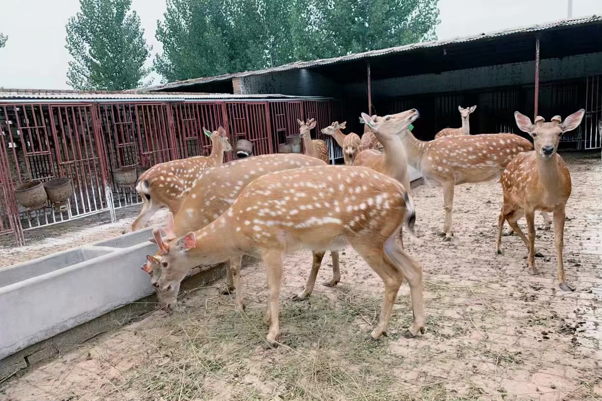 采割鹿茸时鹿会感到疼痛吗,梅花鹿不麻醉割鹿茸痛吗