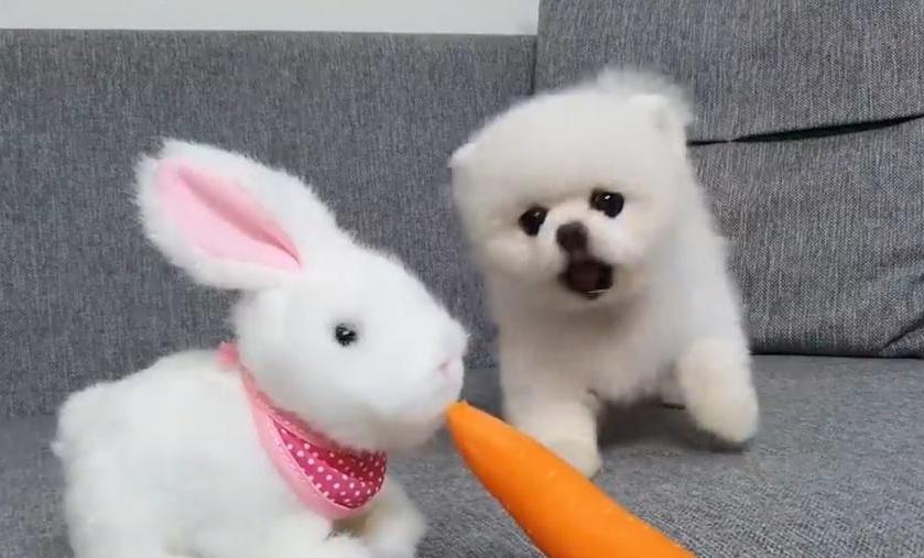 博美犬毛发不好吃什么,博美犬的毛发如何正确的打理