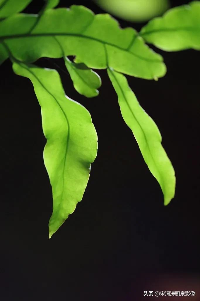 pentax十大经典相机,pentax好吗