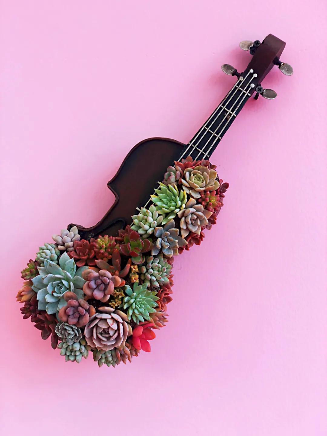 这个年销量上亿株多肉的县城，举办了首届多肉电商节