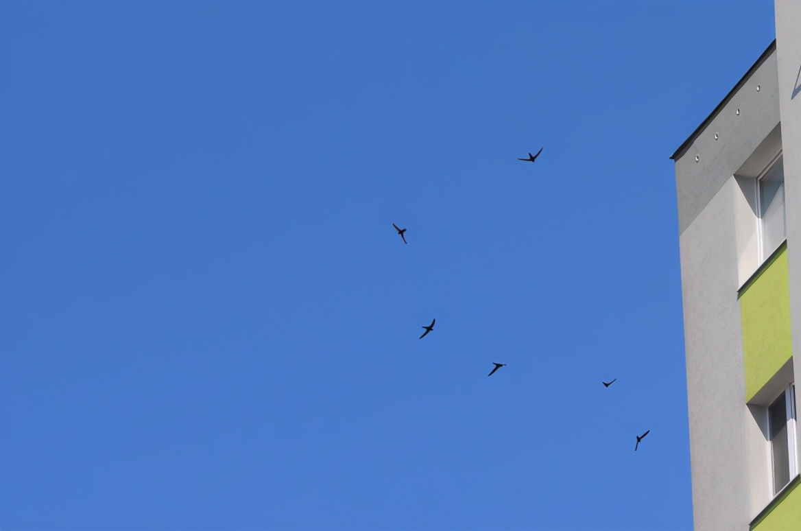 雨燕最快飞行速度,每天飞行4000公里