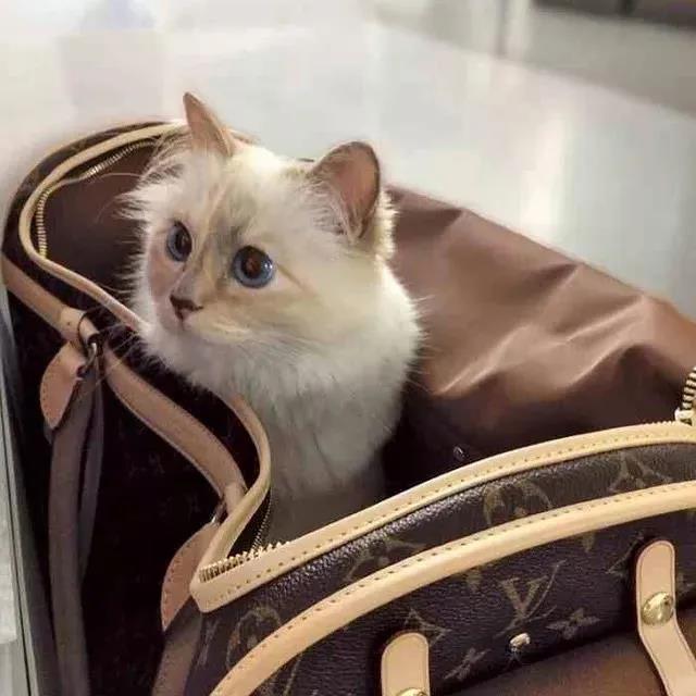 老佛爷13亿欧元遗产由猫继承,继承老佛爷21亿遗产的猫