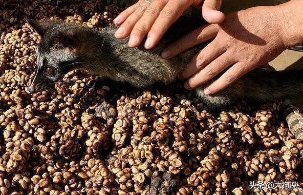 棣欐祿鍜栧暋闃挎媺姣斿崱,闃挎媺姣斿崱棣欓唶鍜栧暋