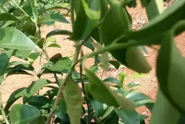 知了和蚱蝉是一种动物吗,知了和蚱蝉有什么区别