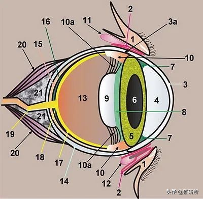 猫咪眼睛不同形态,猫咪的眼睛为什么有各种颜色