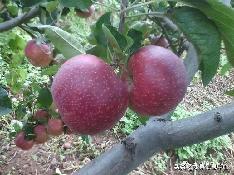 目前最有发展前途的早熟苹果品种,现在最好的富士苹果是什么品种