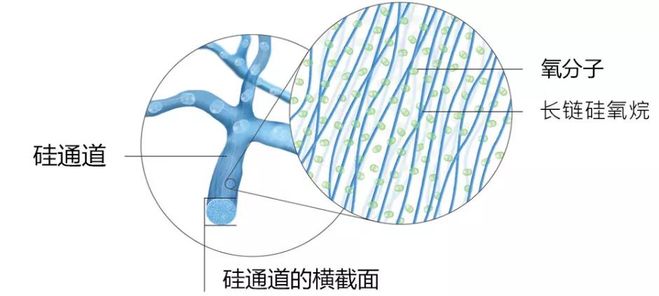 视力保健和妇女健康领域的全球领先医疗器械公司—库博集团