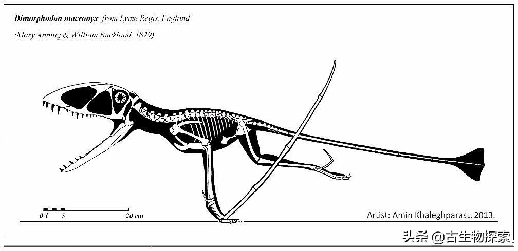 科学家发现恐龙的线索,翼龙会吃什么