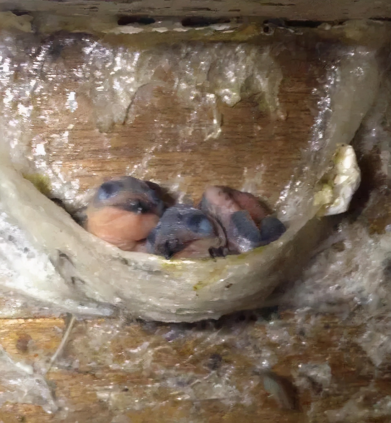 吃燕窝会让金丝燕无家可归吗,吃燕窝有负罪感