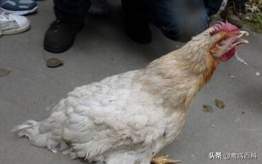 春季鸡鸭传染病,禽类传染病大全