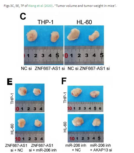 南昌大学第二附属医院，沧州中心医院等单位发表的sci论文遭质疑