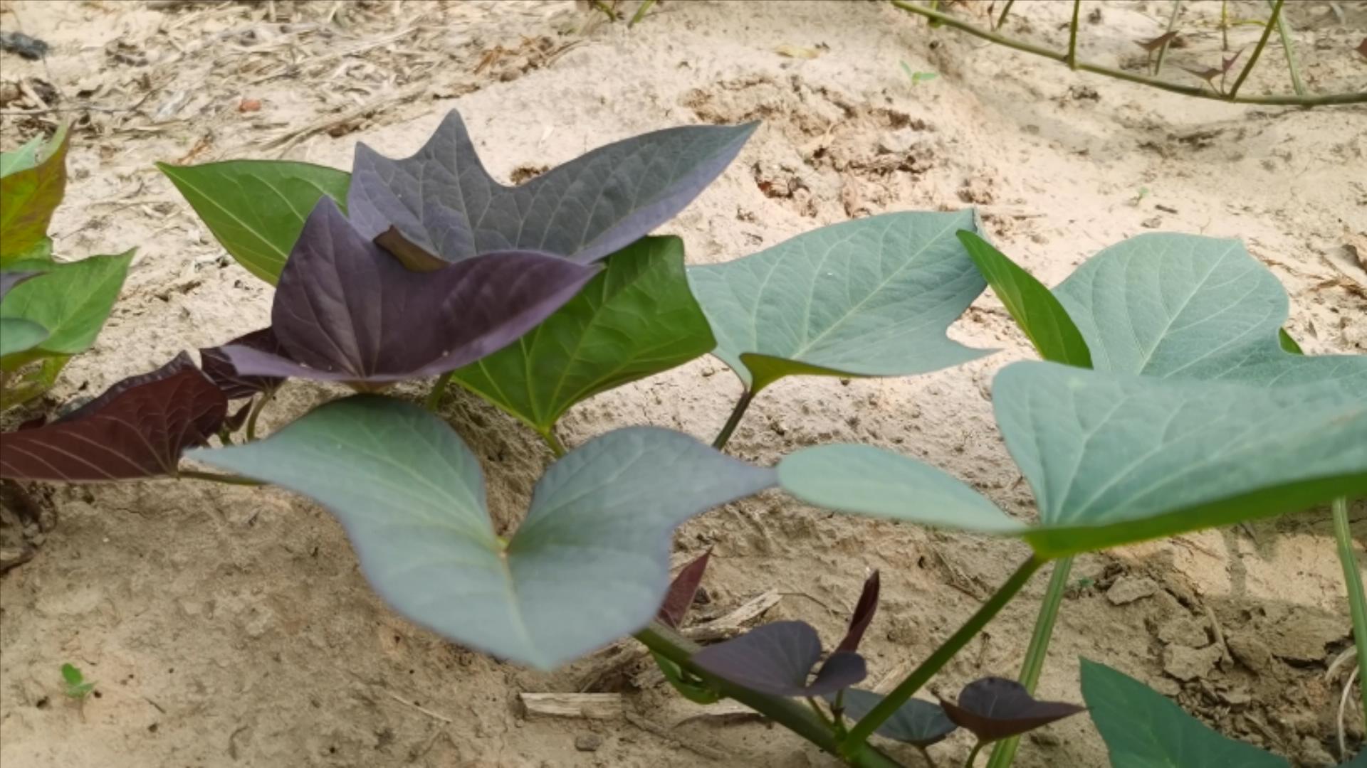 红薯高产不得病害,红薯高产要不要打蔓