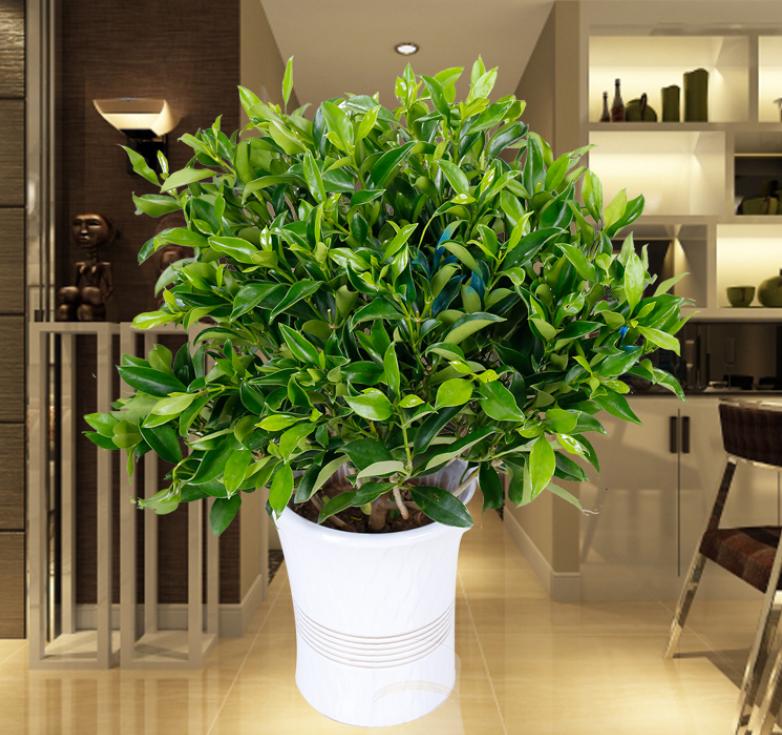 网购的植物好看又好养活的有哪些,网上买什么植物好看好养