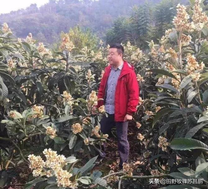 土蜂蜜枇杷蜜采集,枇杷蜜在几月采