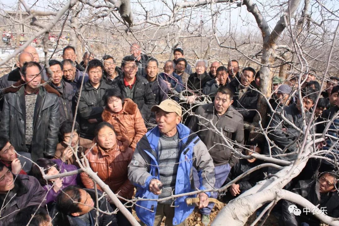 何巨才果园管理,何巨才谈苹果树控旺