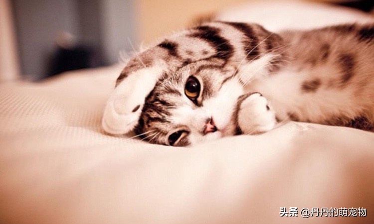 家有小馋猫全集,家有小馋猫怎么办