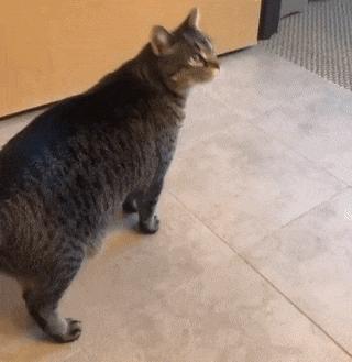 俄罗斯猫敢惹吗,俄罗斯猫有多凶猛