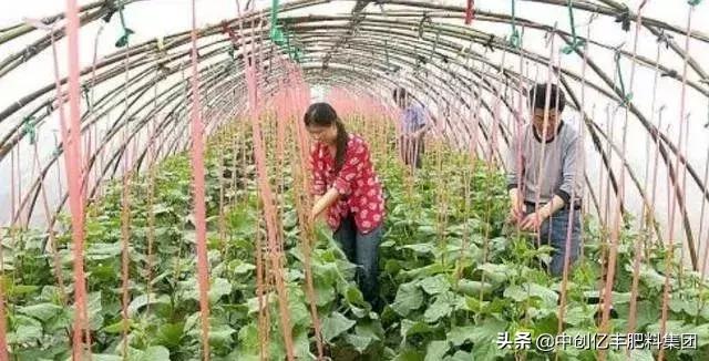 大棚湿度太大能通风吗,西红柿大棚湿度太大如何除湿