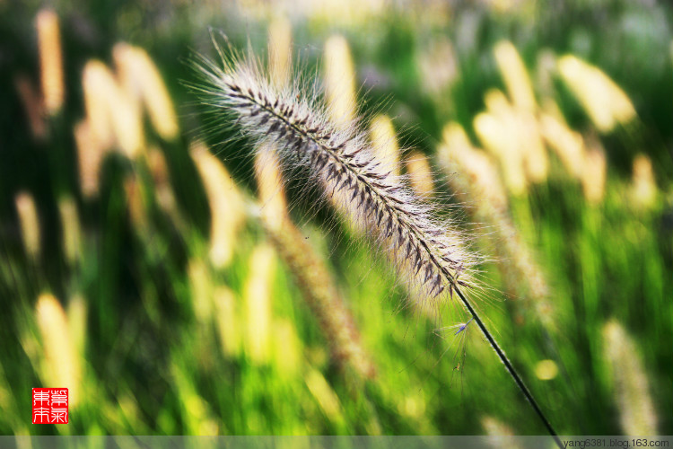 二十四节气白露寓意,二十四节气白露卡通
