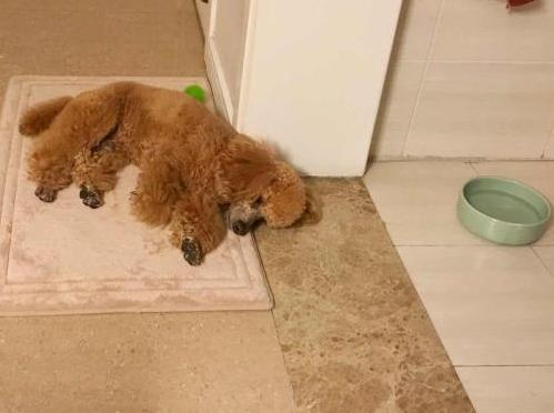 狗狗突然不吃不喝怎么回事,狗狗突然不吃不喝安静会咬人