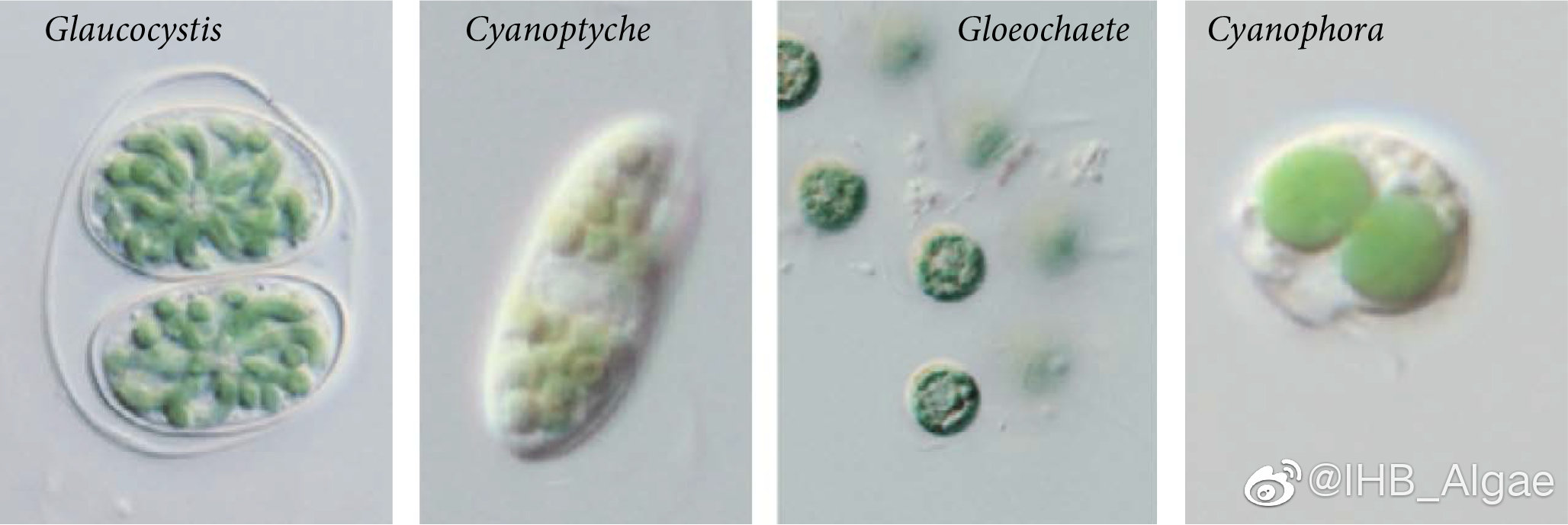 什么是藻类,什么是藻类菜
