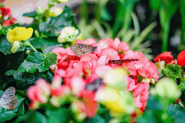 龙湖成都金楠天街,成都龙湖金楠天街哪一期最好