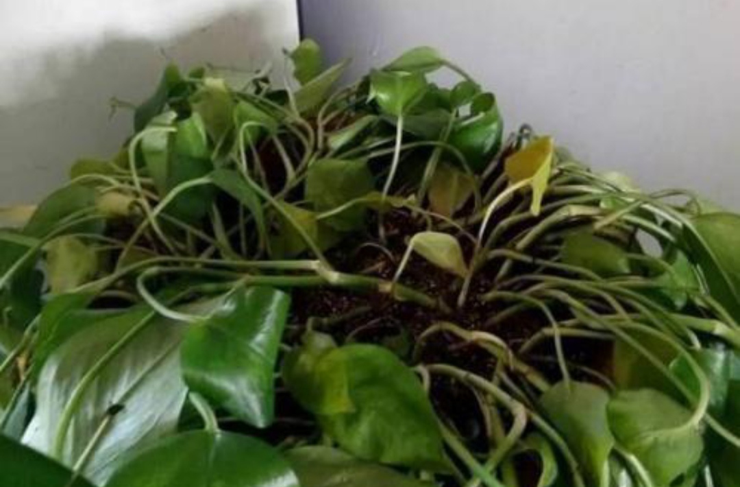 22种花耐旱耐热,天冷种花要注意什么